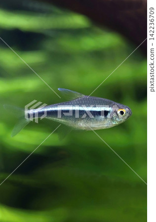 Black neon tetra fish in aquarium Black neon tetra fish in aquarium 142236709