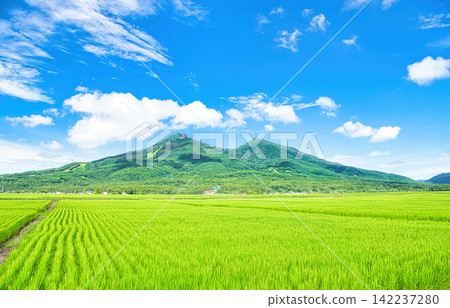 Inawashiro Town, Yama District, Fukushima Prefecture: Summer scenery of Mt. Bandai and rural landscape Inawashiro Town, Yama District, Fukushima Prefecture: Summer scenery of Mt. Bandai and rural landscape 142237280