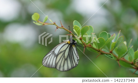 A mountain white butterfly resting on a barberry leaf. A mountain white butterfly resting on a barberry leaf. 142237349