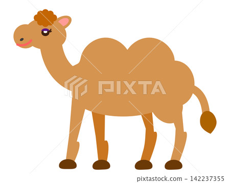 Camel illustration Camel illustration 142237355