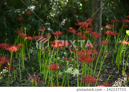 Inazawa Wild Nature Plaza Red Spider Lilies Inazawa Wild Nature Plaza Red Spider Lilies 142237733