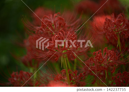 Inazawa Wild Nature Plaza Red Spider Lilies Inazawa Wild Nature Plaza Red Spider Lilies 142237735