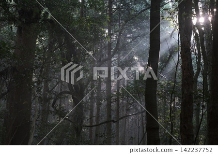 A single ray of light and sunlight filtering through the trees into the dark forest. A single ray of light and sunlight filtering through the trees into the dark forest. 142237752