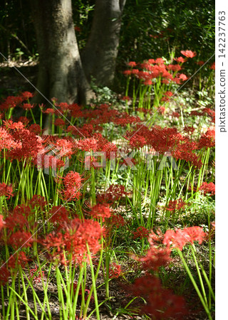 Inazawa Wild Nature Plaza Red Spider Lilies Inazawa Wild Nature Plaza Red Spider Lilies 142237763