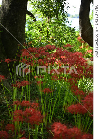 Inazawa Wild Nature Plaza Red Spider Lilies Inazawa Wild Nature Plaza Red Spider Lilies 142237766