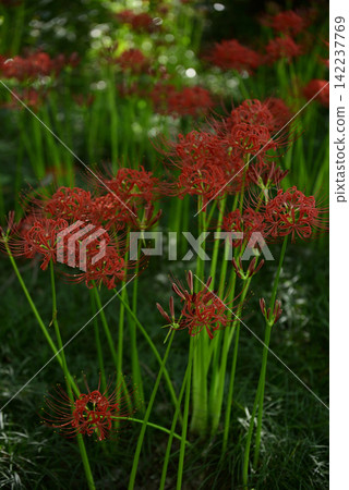 Inazawa Wild Nature Plaza Red Spider Lilies Inazawa Wild Nature Plaza Red Spider Lilies 142237769