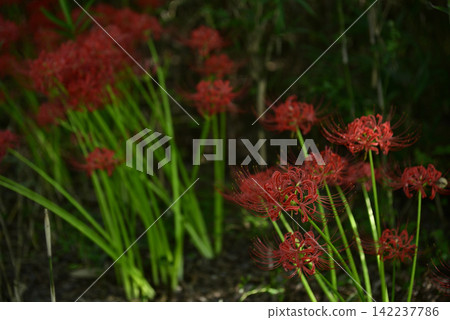 Inazawa Wild Nature Plaza Red Spider Lilies Inazawa Wild Nature Plaza Red Spider Lilies 142237786