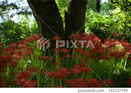 Inazawa Wild Nature Plaza Red Spider Lilies Inazawa Wild Nature Plaza Red Spider Lilies 142237795
