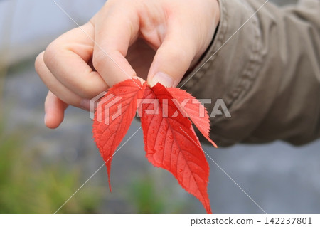 手中握著一棵紅葉眼藥樹 142237801