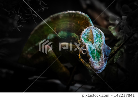 A striking profile of a green iguana against a black background. A striking profile of a green iguana against a black background. 142237841