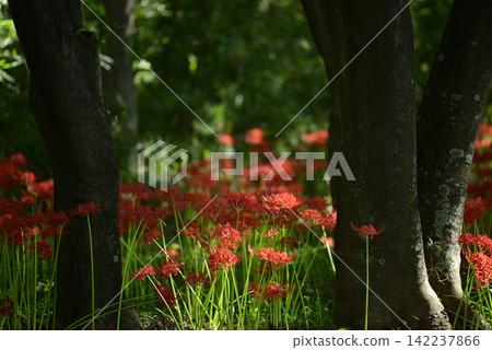 Inazawa Wild Nature Plaza Red Spider Lilies Inazawa Wild Nature Plaza Red Spider Lilies 142237866