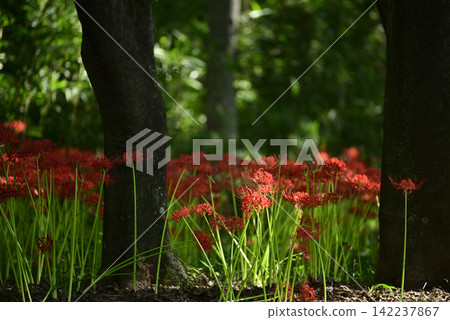 Inazawa Wild Nature Plaza Red Spider Lilies Inazawa Wild Nature Plaza Red Spider Lilies 142237867