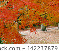 The park's trees, the carpet of fallen leaves, and the tunnel of autumn foliage* 142237879