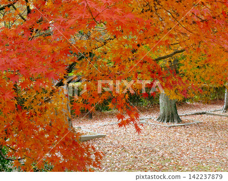 公園裡的樹木、鋪滿落葉的地毯和秋葉隧道* 公園裡的樹木、鋪滿落葉的地毯和秋葉隧道* 142237879