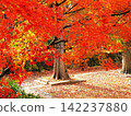 A forest of autumn leaves, a carpet of red fallen leaves spreads across the park in autumn. 142237880