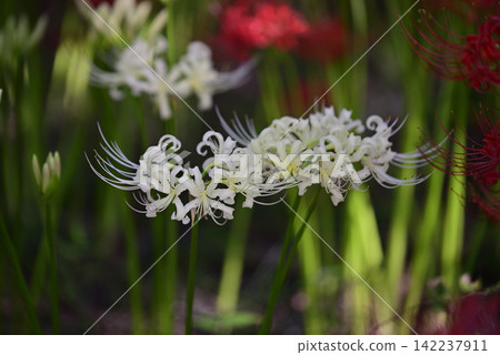 Inazawa Wild Nature Plaza Red Spider Lilies Inazawa Wild Nature Plaza Red Spider Lilies 142237911