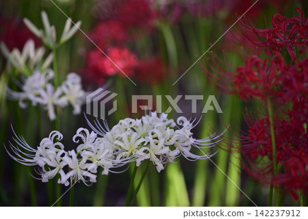 Inazawa Wild Nature Plaza Red Spider Lilies Inazawa Wild Nature Plaza Red Spider Lilies 142237912
