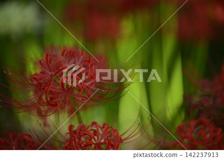 Inazawa Wild Nature Plaza Red Spider Lilies Inazawa Wild Nature Plaza Red Spider Lilies 142237913