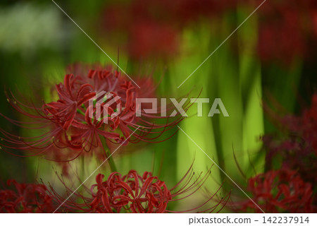 Inazawa Wild Nature Plaza Red Spider Lilies Inazawa Wild Nature Plaza Red Spider Lilies 142237914