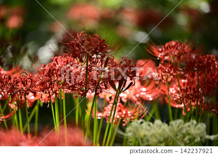 Inazawa Wild Nature Plaza Red Spider Lilies Inazawa Wild Nature Plaza Red Spider Lilies 142237921