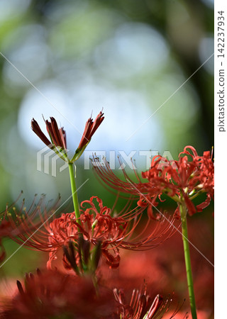 Inazawa Wild Nature Plaza Red Spider Lilies Inazawa Wild Nature Plaza Red Spider Lilies 142237934