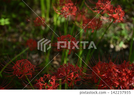 Inazawa Wild Nature Plaza Red Spider Lilies Inazawa Wild Nature Plaza Red Spider Lilies 142237935