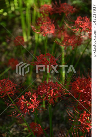 Inazawa Wild Nature Plaza Red Spider Lilies Inazawa Wild Nature Plaza Red Spider Lilies 142237937