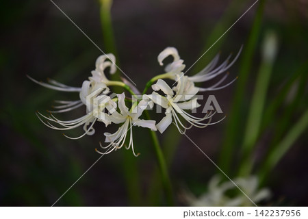 Inazawa Wild Nature Plaza Red Spider Lilies Inazawa Wild Nature Plaza Red Spider Lilies 142237956