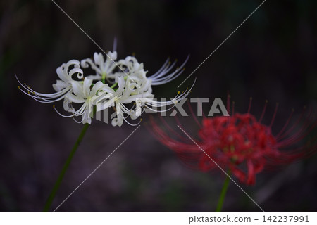 Inazawa Wild Nature Plaza Red Spider Lilies Inazawa Wild Nature Plaza Red Spider Lilies 142237991