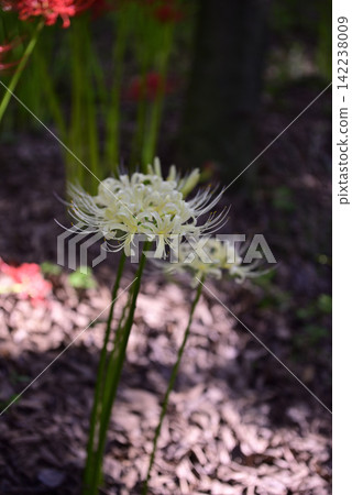 Inazawa Wild Nature Plaza Red Spider Lilies 142238009