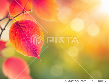 Vibrant Red Autumn Leaf with Warm Golden Bokeh Background Vibrant Red Autumn Leaf with Warm Golden Bokeh Background 142238037