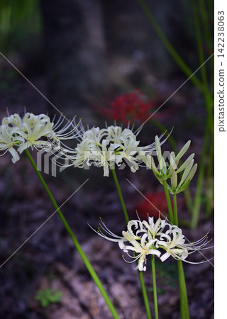 Inazawa Wild Nature Plaza Red Spider Lilies Inazawa Wild Nature Plaza Red Spider Lilies 142238063
