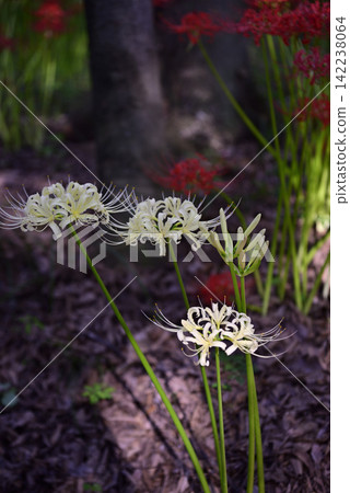 Inazawa Wild Nature Plaza Red Spider Lilies Inazawa Wild Nature Plaza Red Spider Lilies 142238064