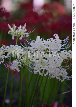 Inazawa Wild Nature Plaza Red Spider Lilies Inazawa Wild Nature Plaza Red Spider Lilies 142238074