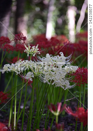 Inazawa Wild Nature Plaza Red Spider Lilies Inazawa Wild Nature Plaza Red Spider Lilies 142238077