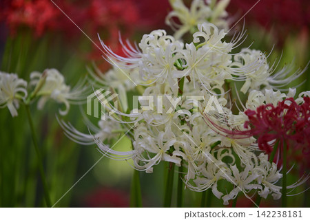 Inazawa Wild Nature Plaza Red Spider Lilies Inazawa Wild Nature Plaza Red Spider Lilies 142238181