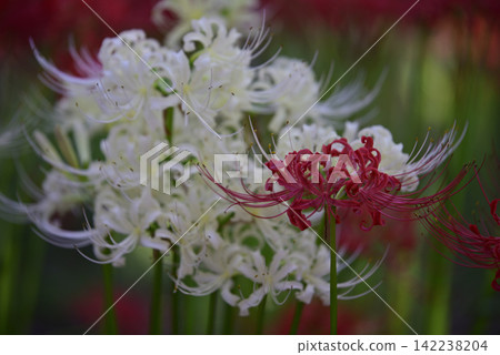 Inazawa Wild Nature Plaza Red Spider Lilies Inazawa Wild Nature Plaza Red Spider Lilies 142238204
