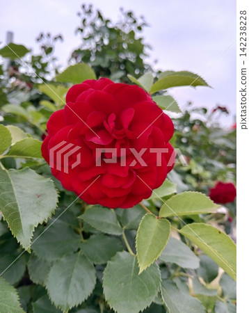 一朵紅玫瑰 一朵紅玫瑰 142238228
