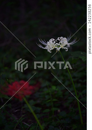 Inazawa Wild Nature Plaza Red Spider Lilies Inazawa Wild Nature Plaza Red Spider Lilies 142238256