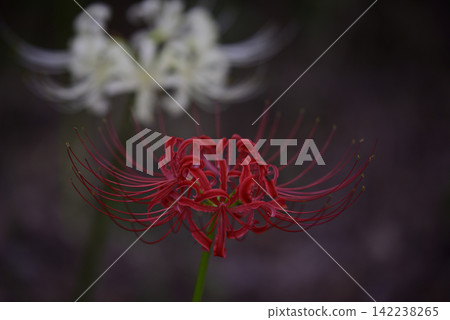 Inazawa Wild Nature Plaza Red Spider Lilies Inazawa Wild Nature Plaza Red Spider Lilies 142238265