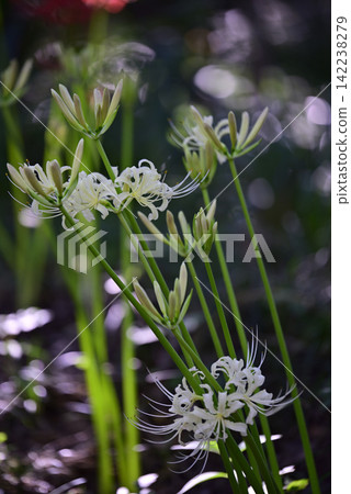 Inazawa Wild Nature Plaza Red Spider Lilies Inazawa Wild Nature Plaza Red Spider Lilies 142238279