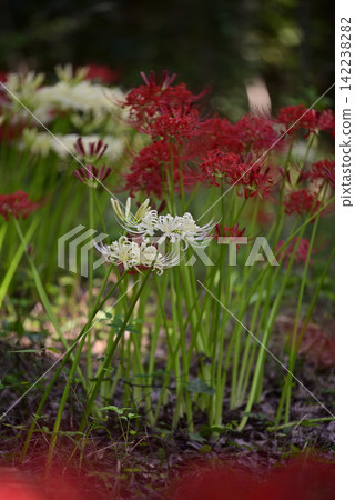 Inazawa Wild Nature Plaza Red Spider Lilies Inazawa Wild Nature Plaza Red Spider Lilies 142238282