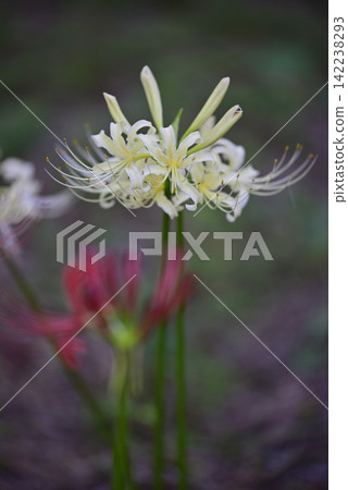 Inazawa Wild Nature Plaza Red Spider Lilies Inazawa Wild Nature Plaza Red Spider Lilies 142238293