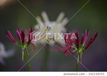 Inazawa Wild Nature Plaza Red Spider Lilies Inazawa Wild Nature Plaza Red Spider Lilies 142238355