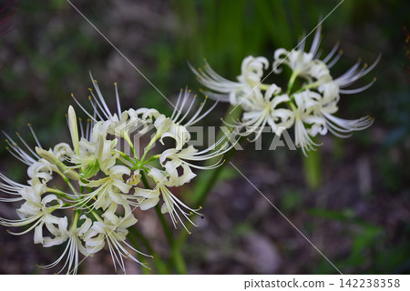 Inazawa Wild Nature Plaza Red Spider Lilies Inazawa Wild Nature Plaza Red Spider Lilies 142238358
