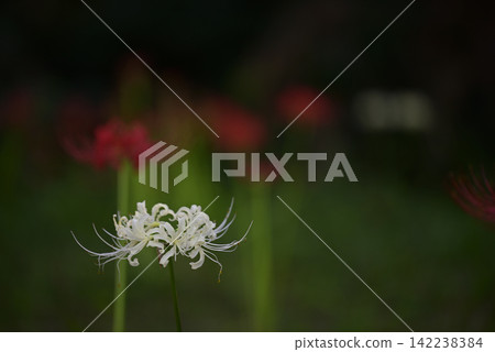 Inazawa Wild Nature Plaza Red Spider Lilies Inazawa Wild Nature Plaza Red Spider Lilies 142238384