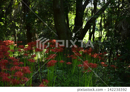Inazawa Wild Nature Plaza Red Spider Lilies Inazawa Wild Nature Plaza Red Spider Lilies 142238392