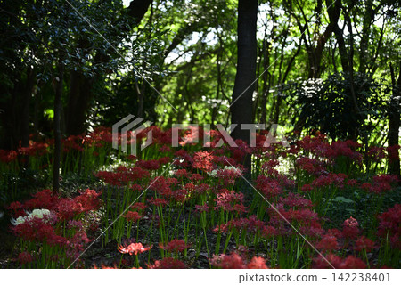 Inazawa Wild Nature Plaza Red Spider Lilies Inazawa Wild Nature Plaza Red Spider Lilies 142238401