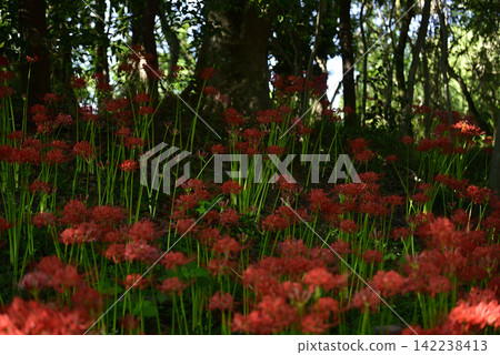 Inazawa Wild Nature Plaza Red Spider Lilies Inazawa Wild Nature Plaza Red Spider Lilies 142238413