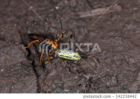 Living creatures, insects: The tortoiseshell spider wasp hunts golden orb-weaver spiders. The spiders paralyzed by the wasp's venom become food for the larvae. Living creatures, insects: The tortoiseshell spider wasp hunts golden orb-weaver spiders. The spiders paralyzed by the wasp's venom become food for the larvae. 142238442